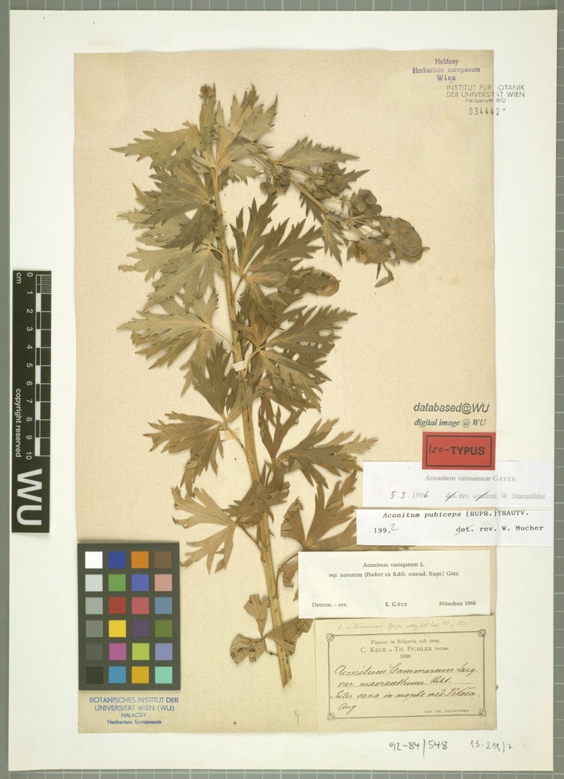 Aconitum vitosanum photo 3