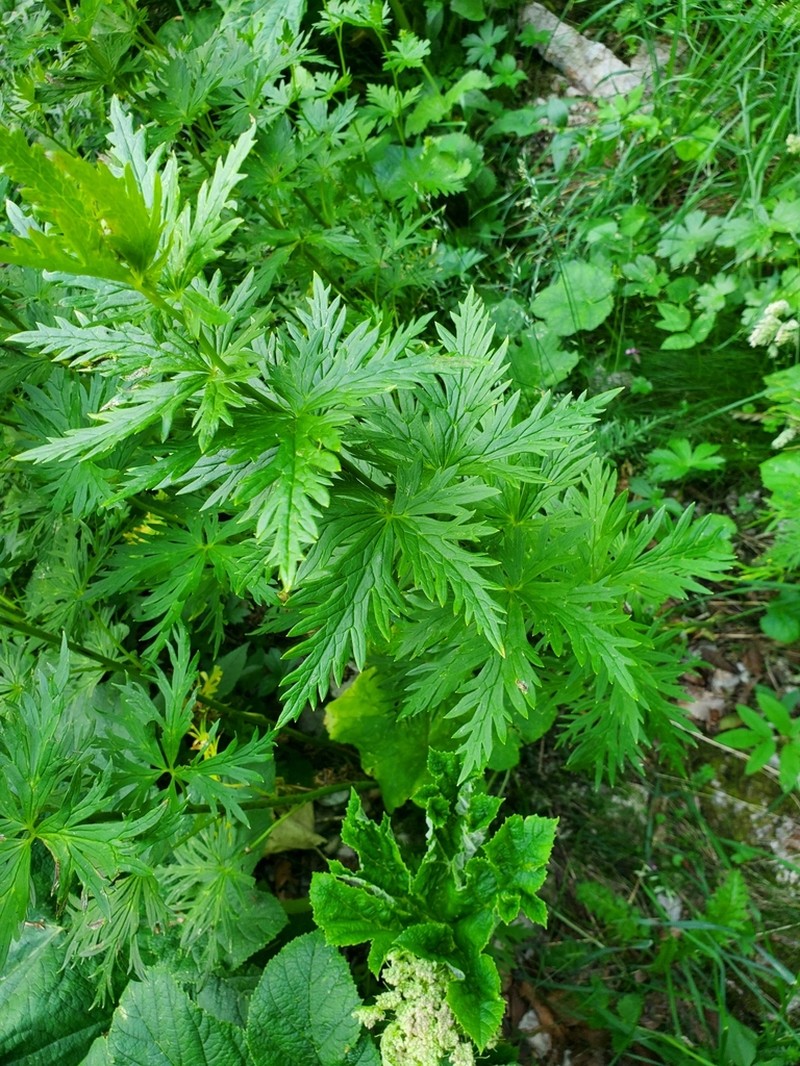 Aconitum vivantii