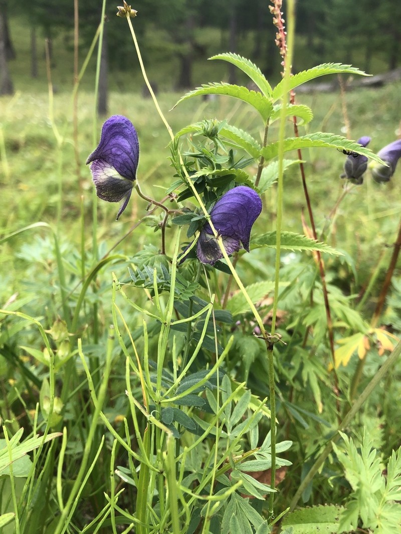 Aconitum volubile photo 2