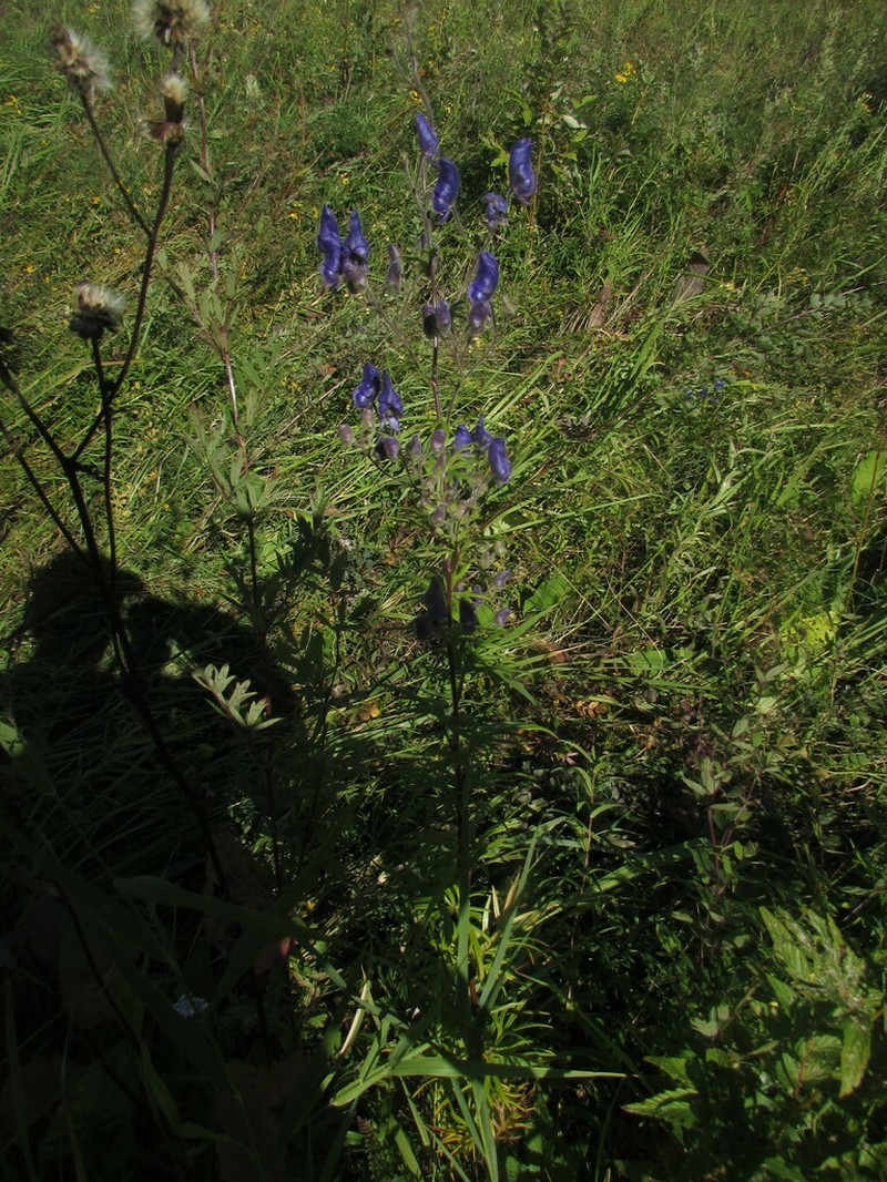 Aconitum volubile photo 3