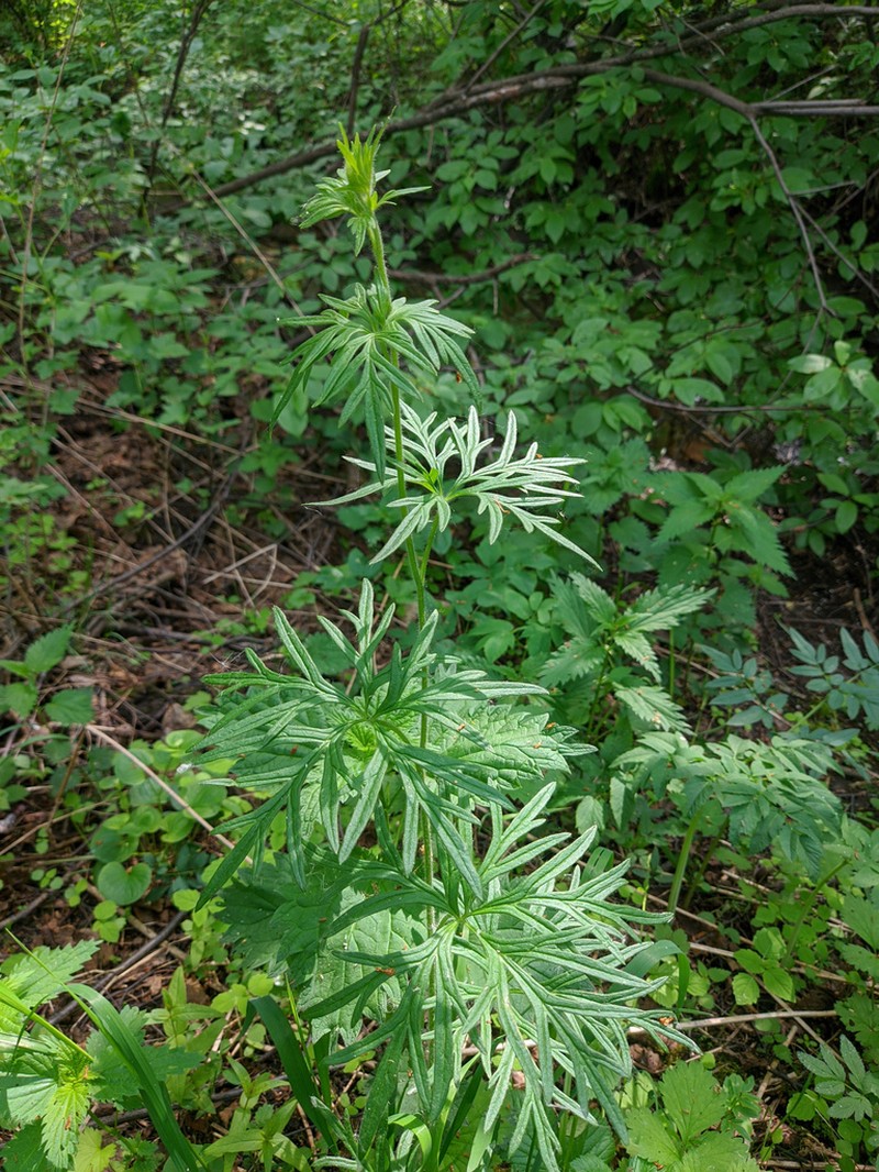 Aconitum volubile photo 4