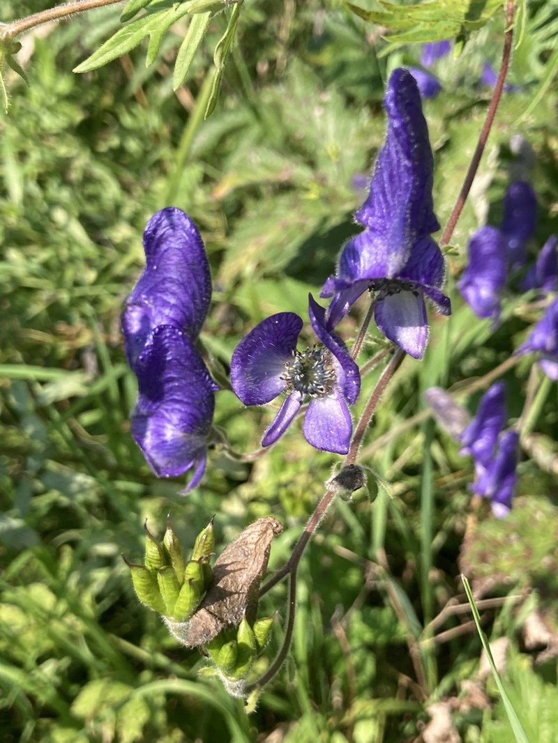 Aconitum volubile photo 5