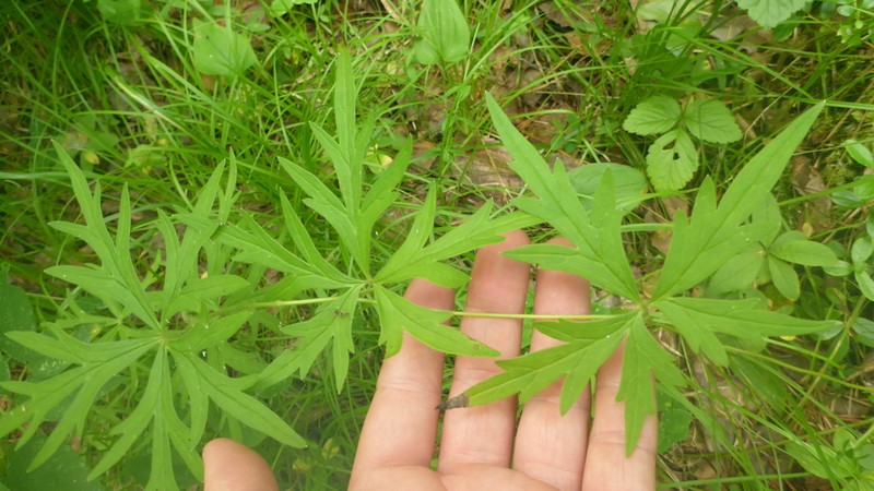 Aconitum volubile photo 6