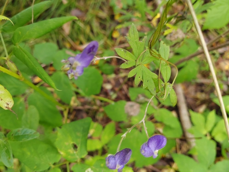 Aconitum volubile photo 7