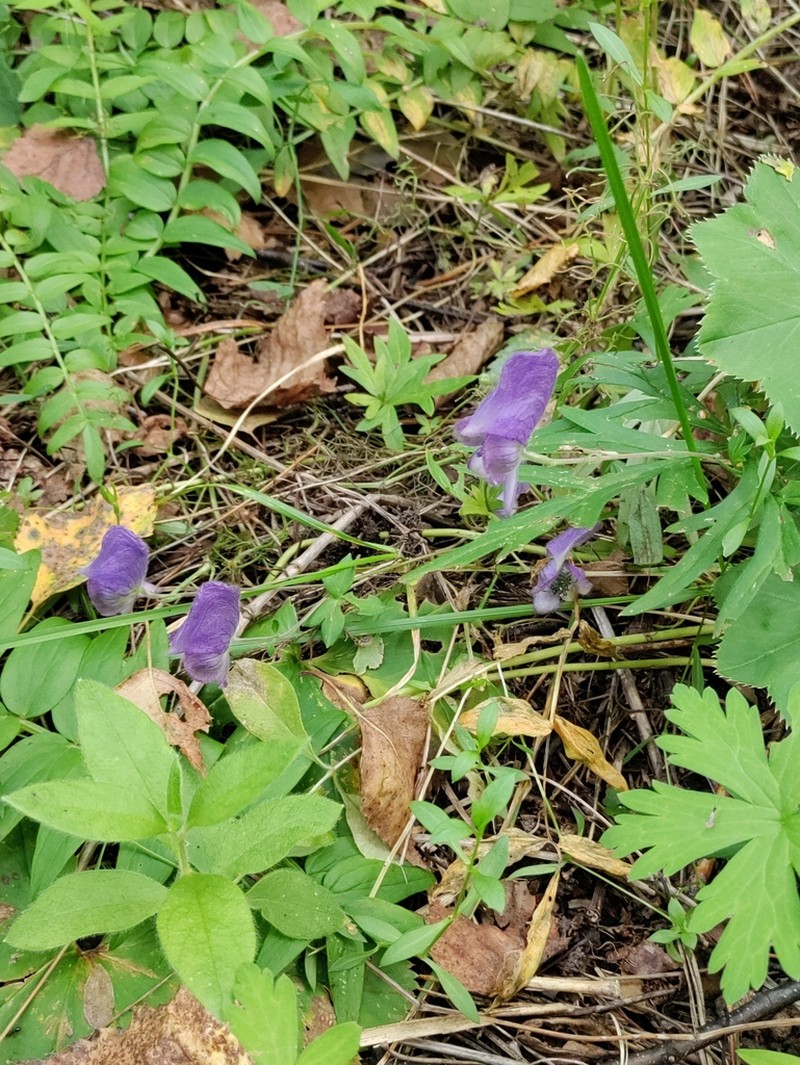 Aconitum volubile photo 8