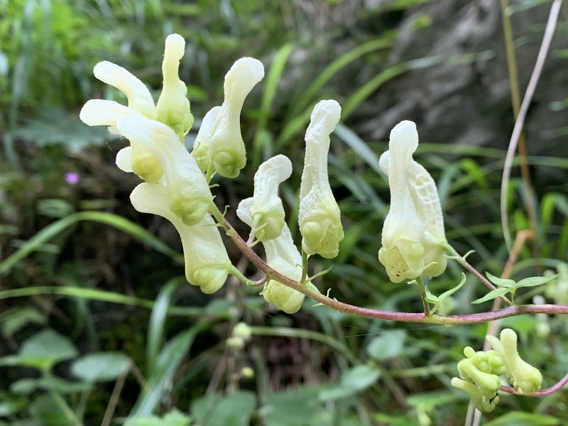 Wolfsbane