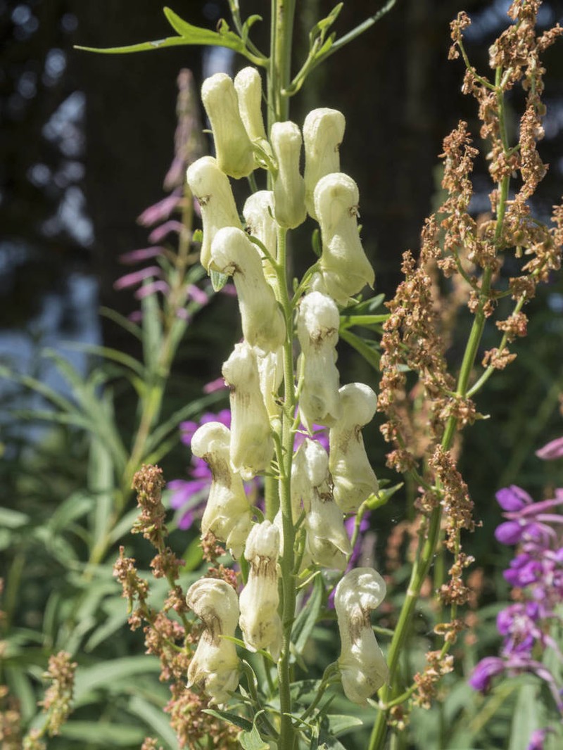 Wolfsbane photo 2
