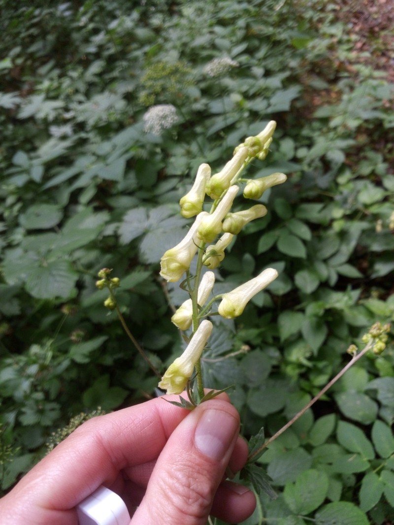 Wolfsbane photo 3
