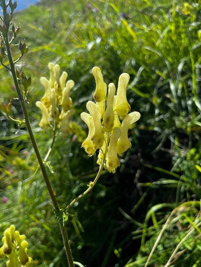 Wolfsbane photo 4