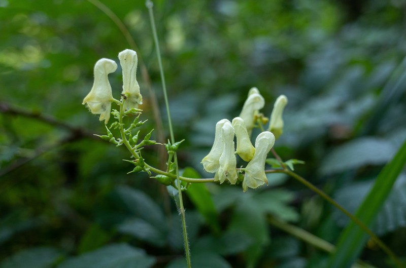 Wolfsbane photo 5