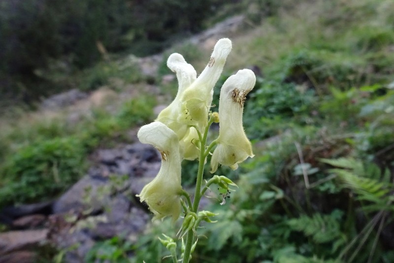 Wolfsbane photo 6