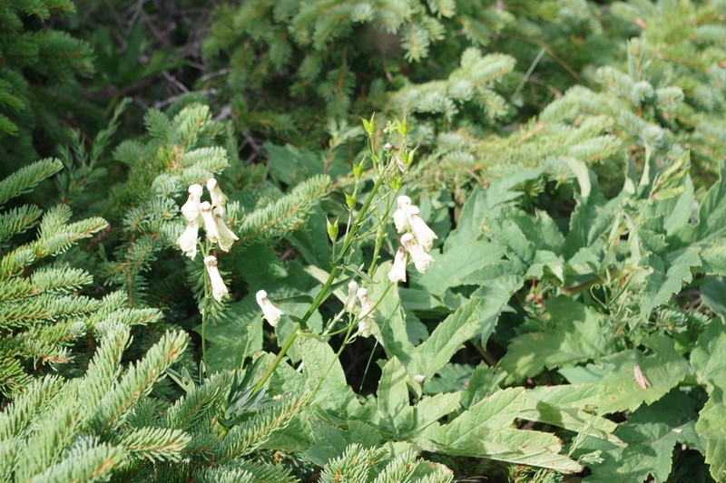 Wolfsbane photo 7