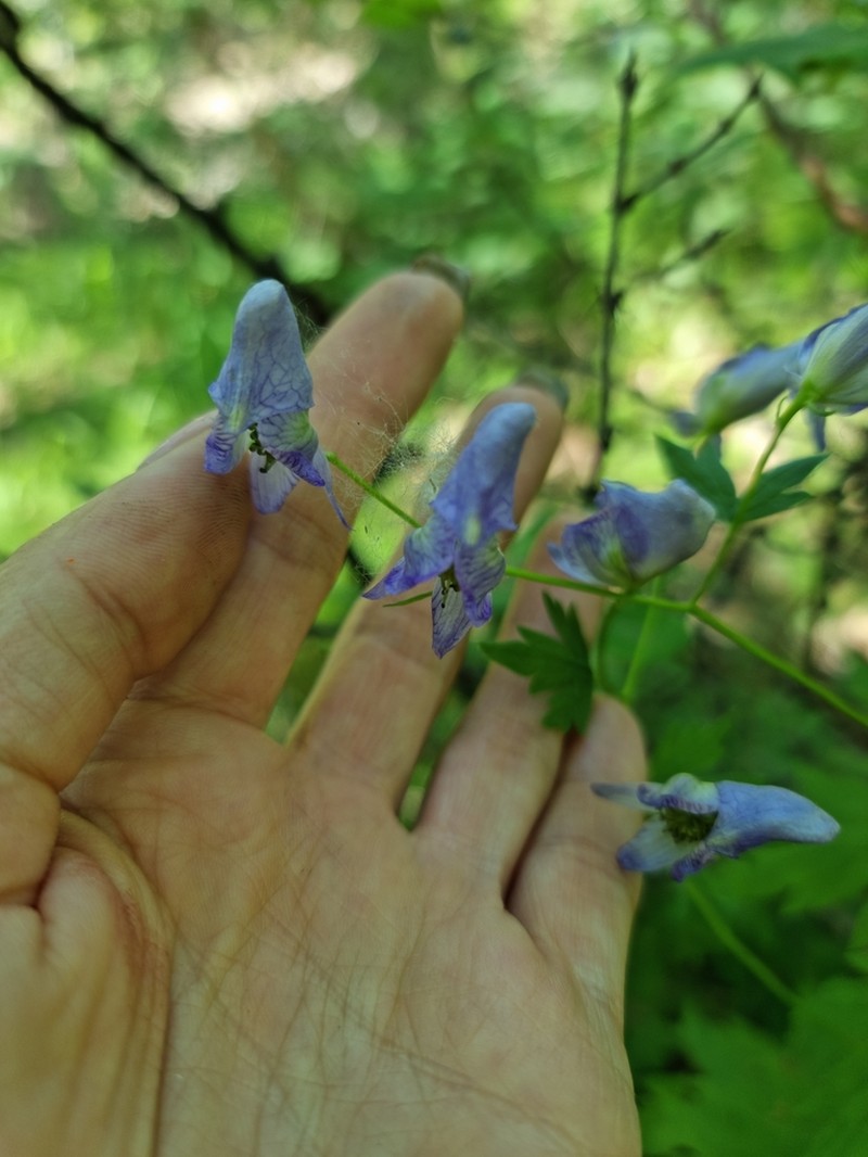 Aconitum woroschilowii