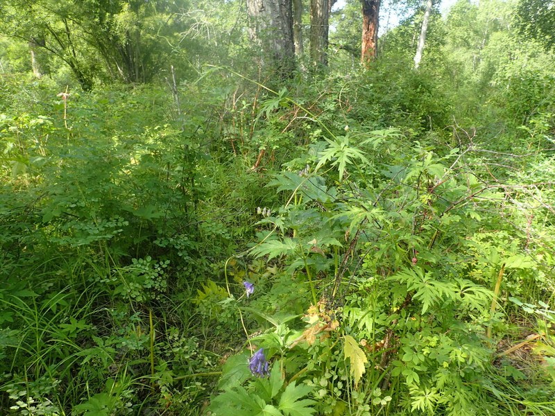 Aconitum woroschilowii photo 2