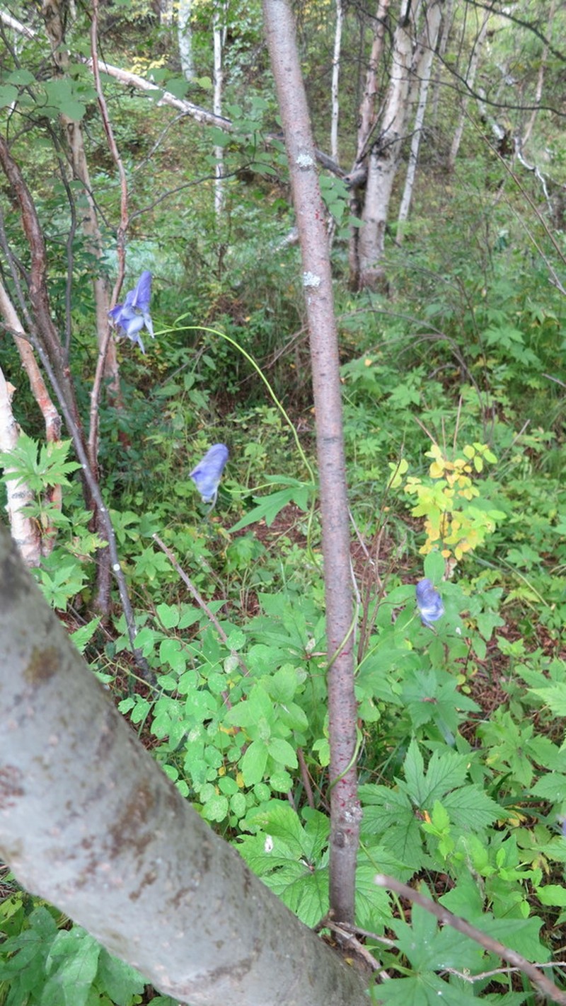 Aconitum woroschilowii photo 3