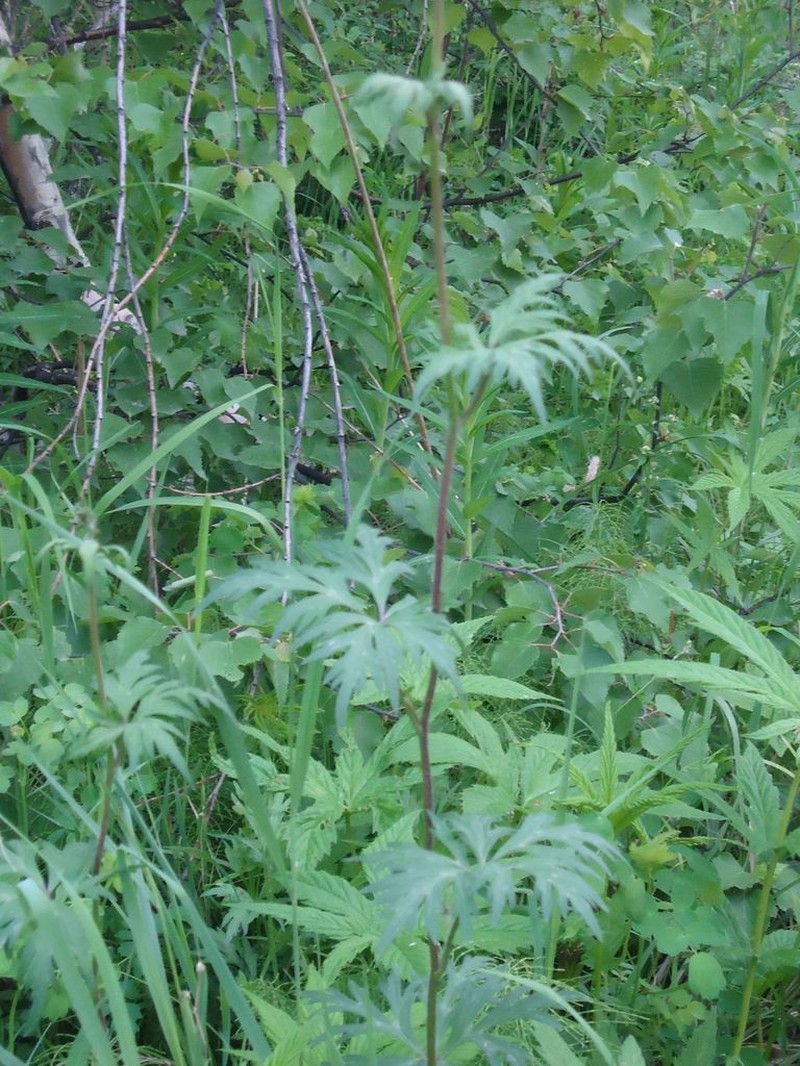 Aconitum woroschilowii photo 4