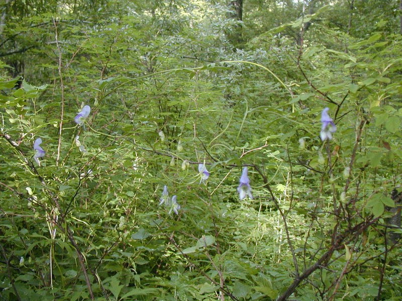 Aconitum woroschilowii photo 5