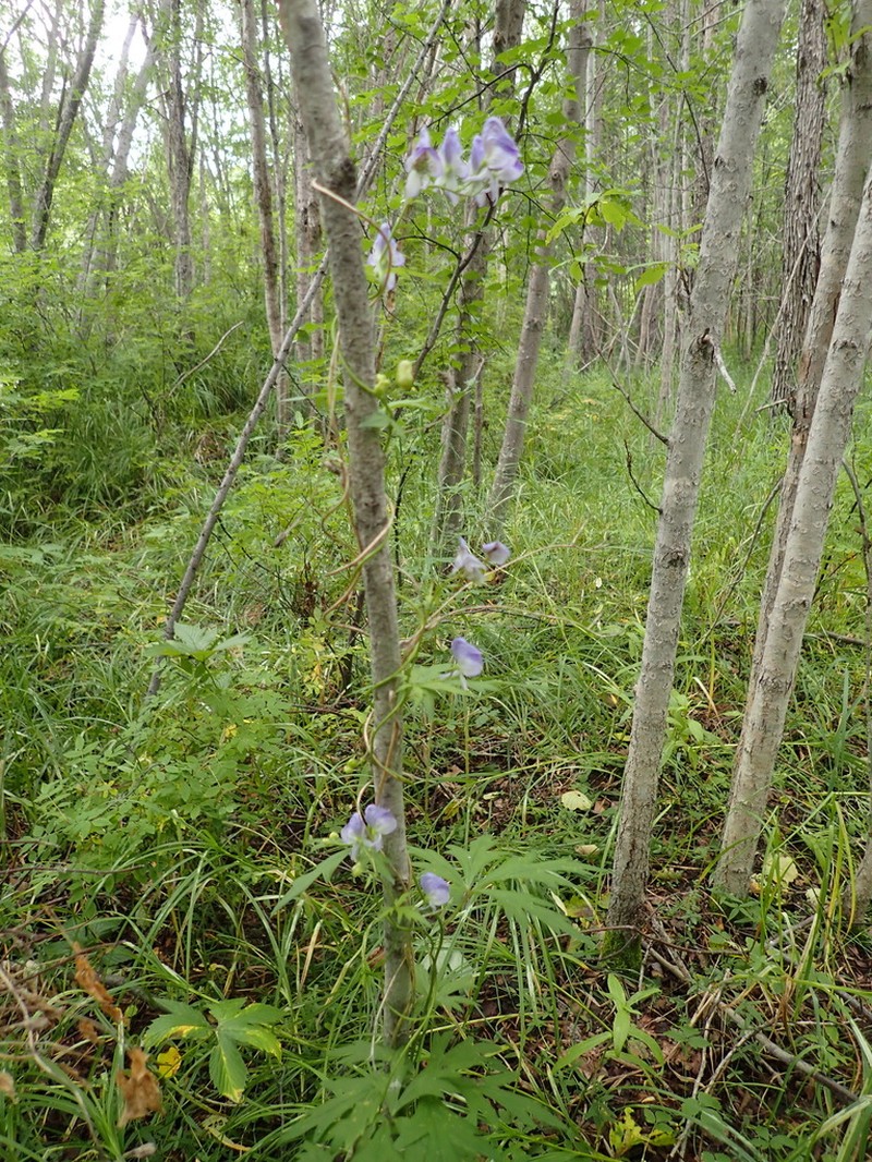 Aconitum woroschilowii photo 6