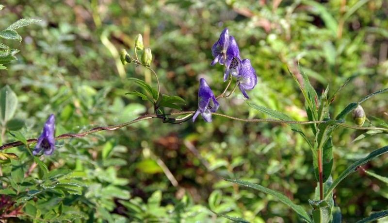 Aconitum woroschilowii photo 7