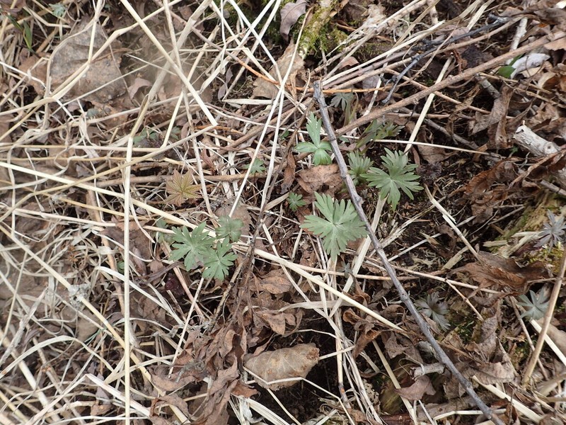 Aconitum woroschilowii photo 8