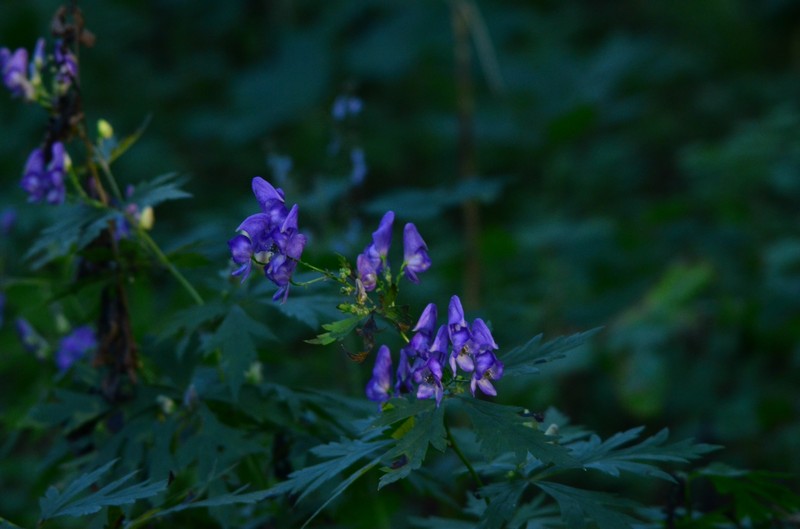 Aconitum wulingense photo 2