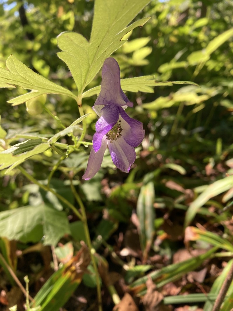 Aconitum wulingense photo 3