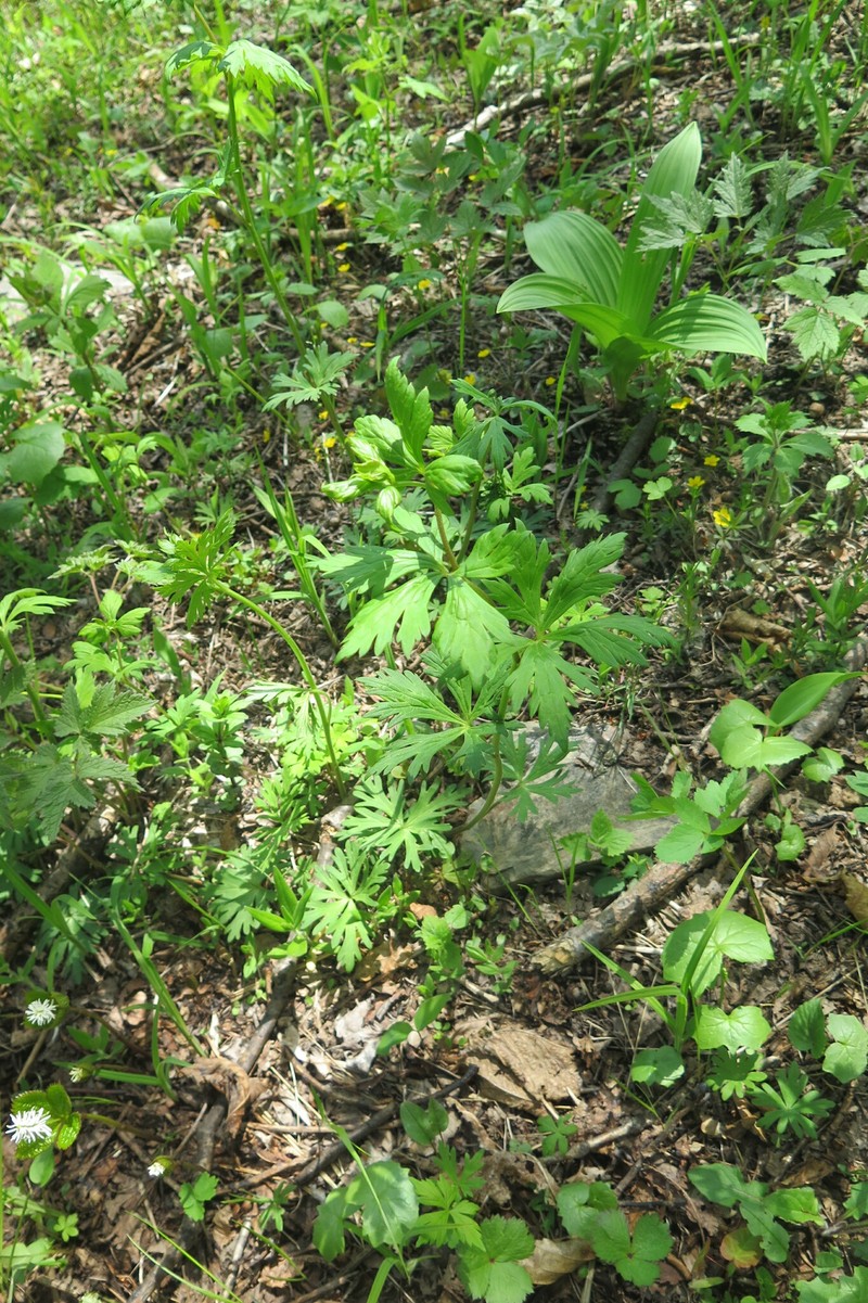 Aconitum wulingense photo 4