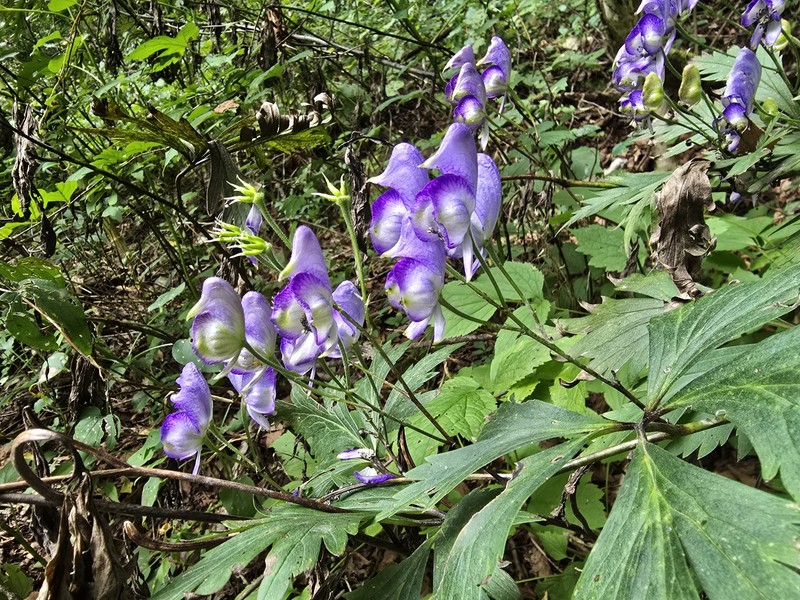 Aconitum wulingense photo 5