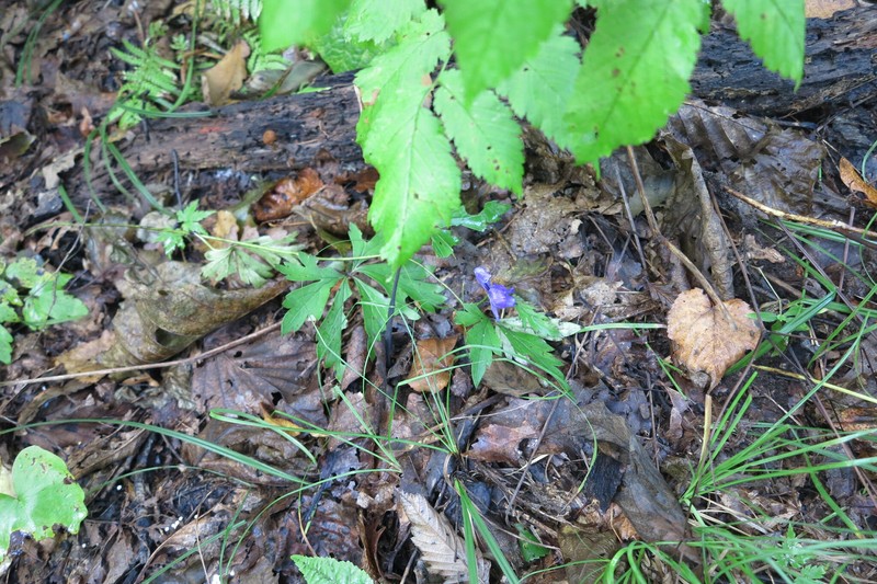 Aconitum wulingense photo 6
