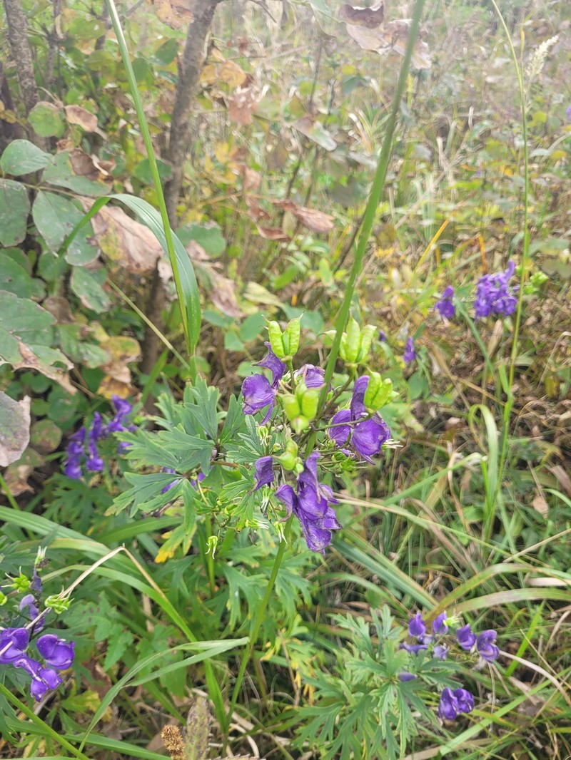 Aconitum wulingense photo 8