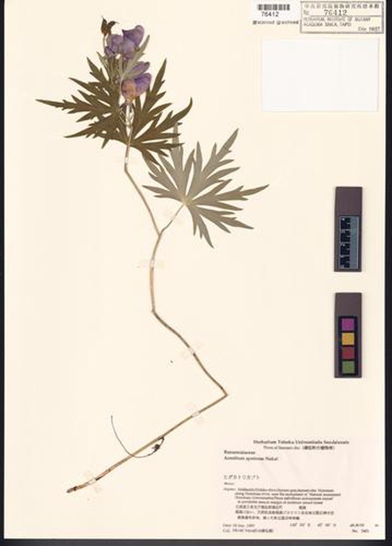 Aconitum yuparense