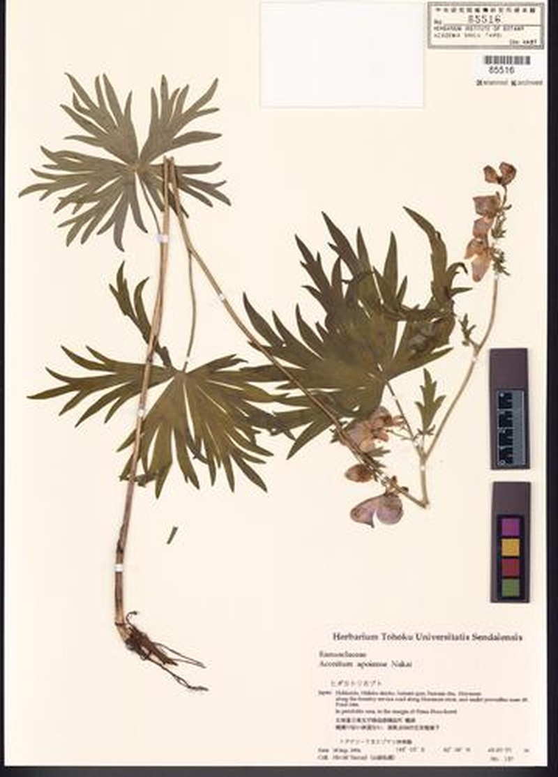 Aconitum yuparense photo 2