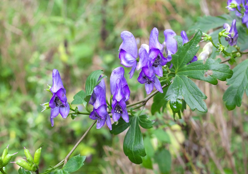 Aconitum zigzag subsp. zigzag