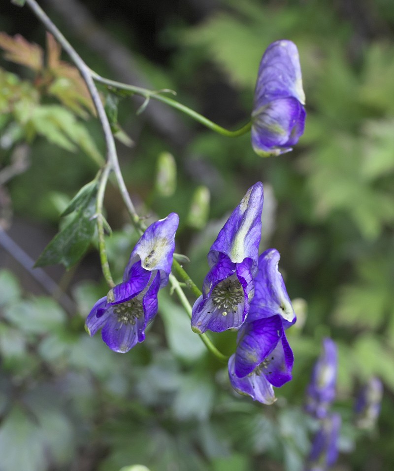 Aconitum zigzag subsp. zigzag photo 2