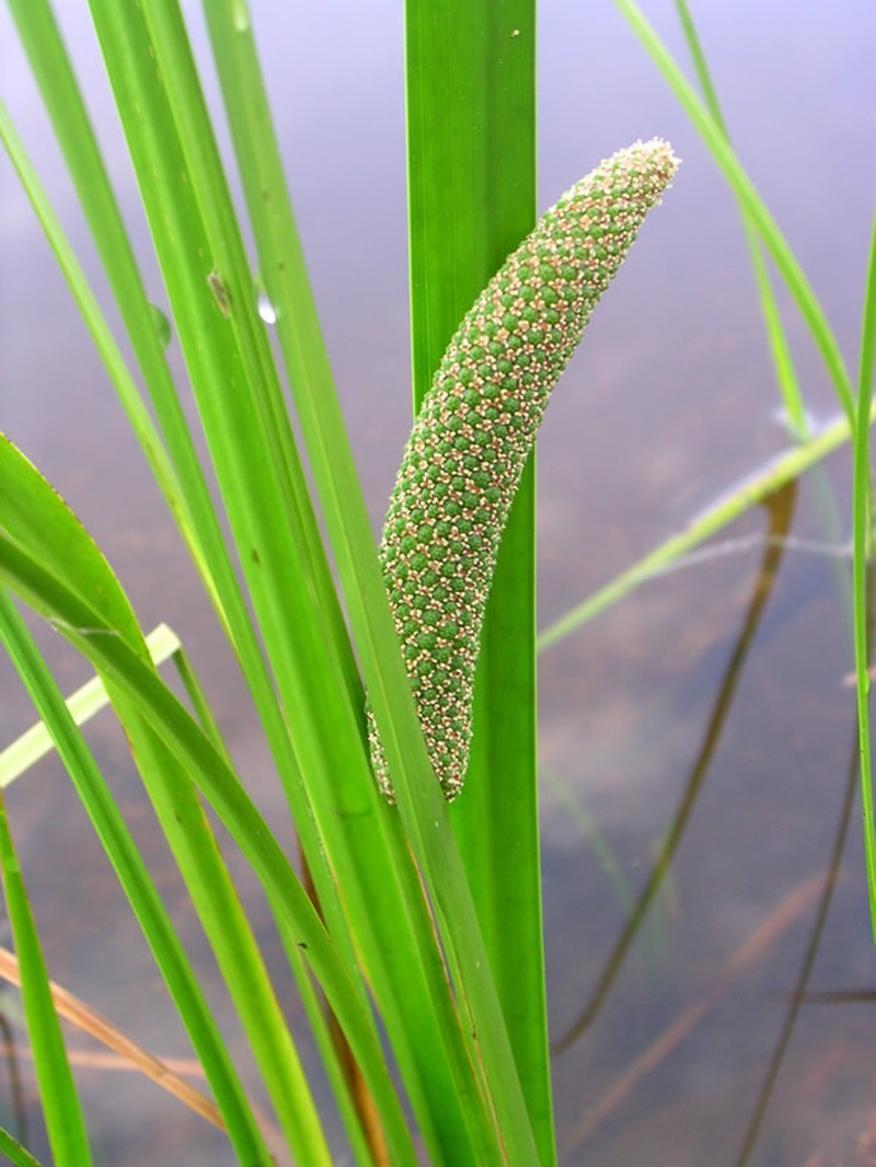 sweetflag