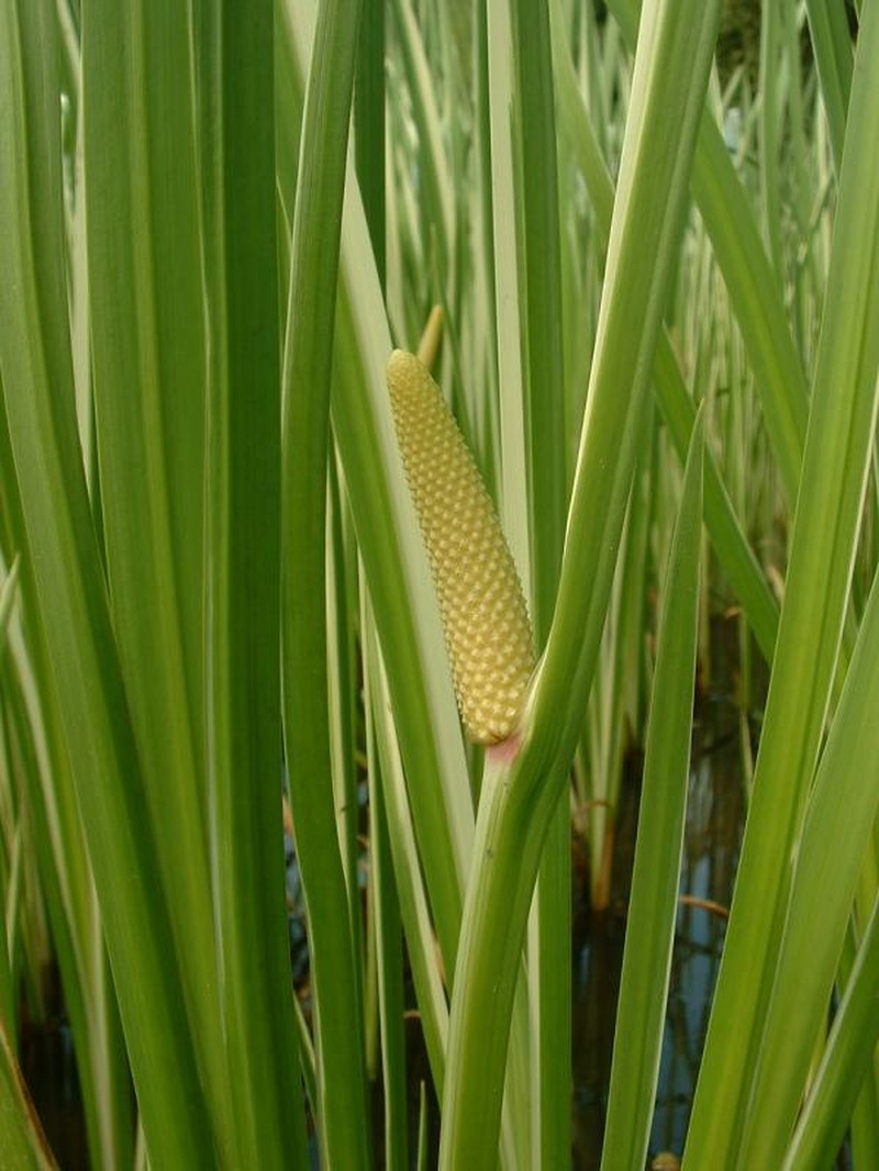 Calamus