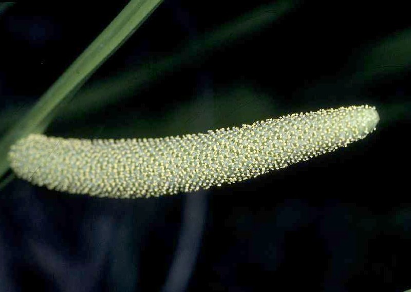 Calamus photo 2