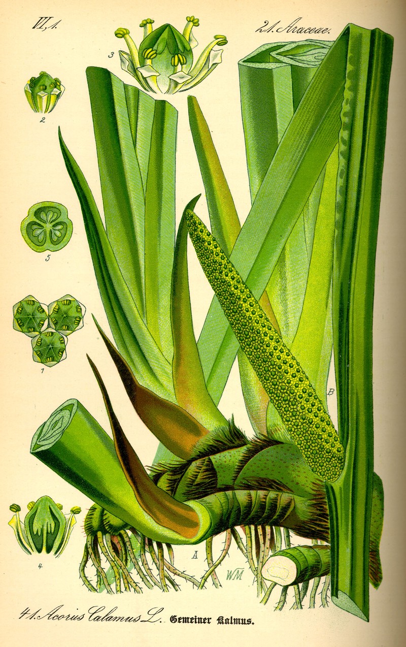 Calamus photo 3