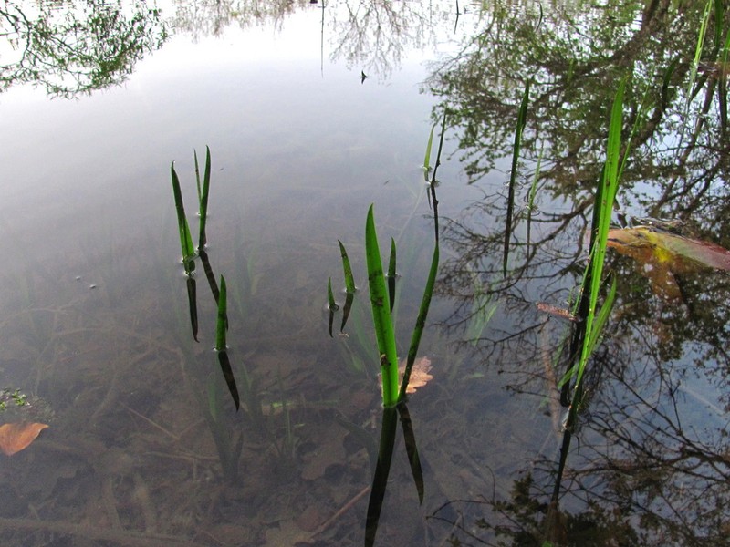 Calamus photo 4