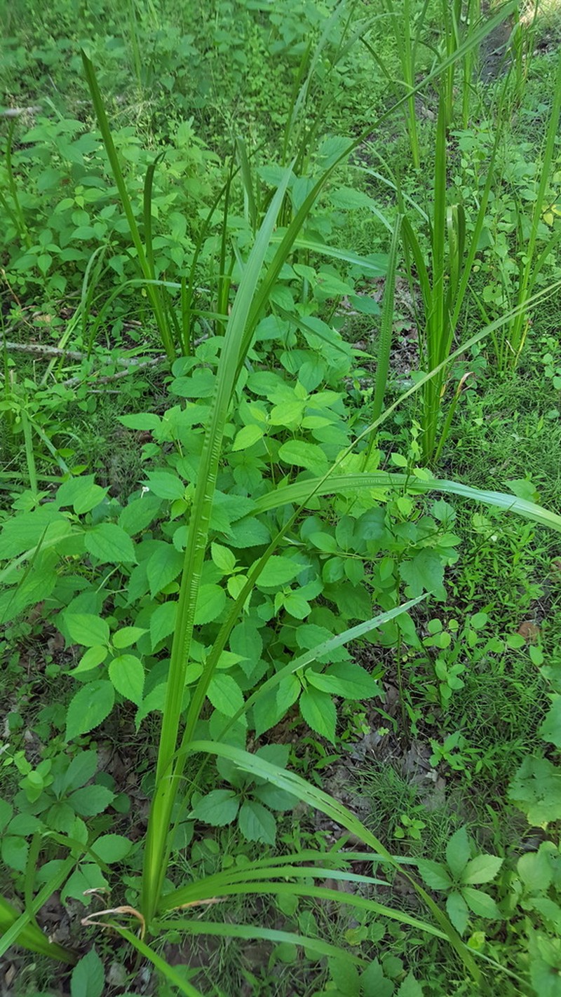 Calamus photo 5
