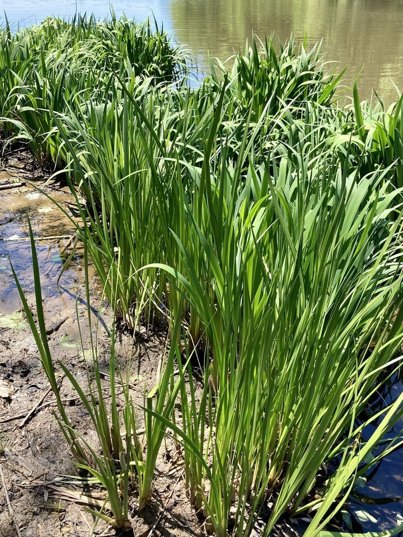 Calamus photo 6