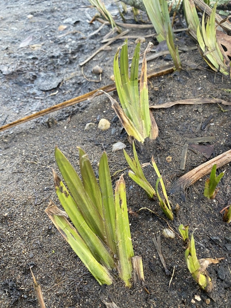 Calamus photo 7