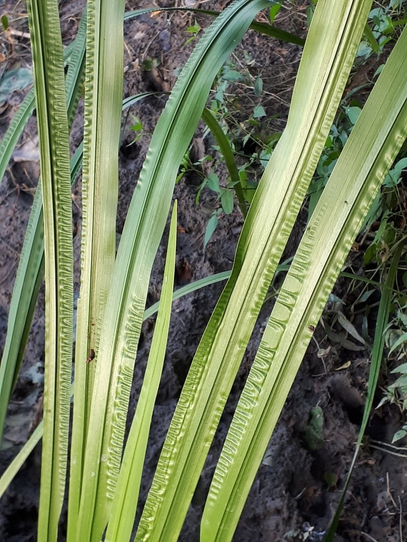 Calamus photo 8