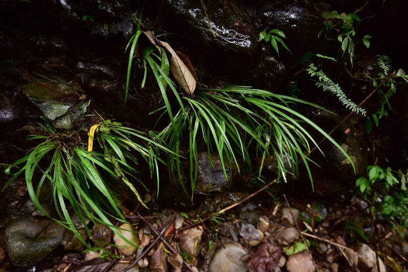 Grassleaf Sweet Flag photo 2