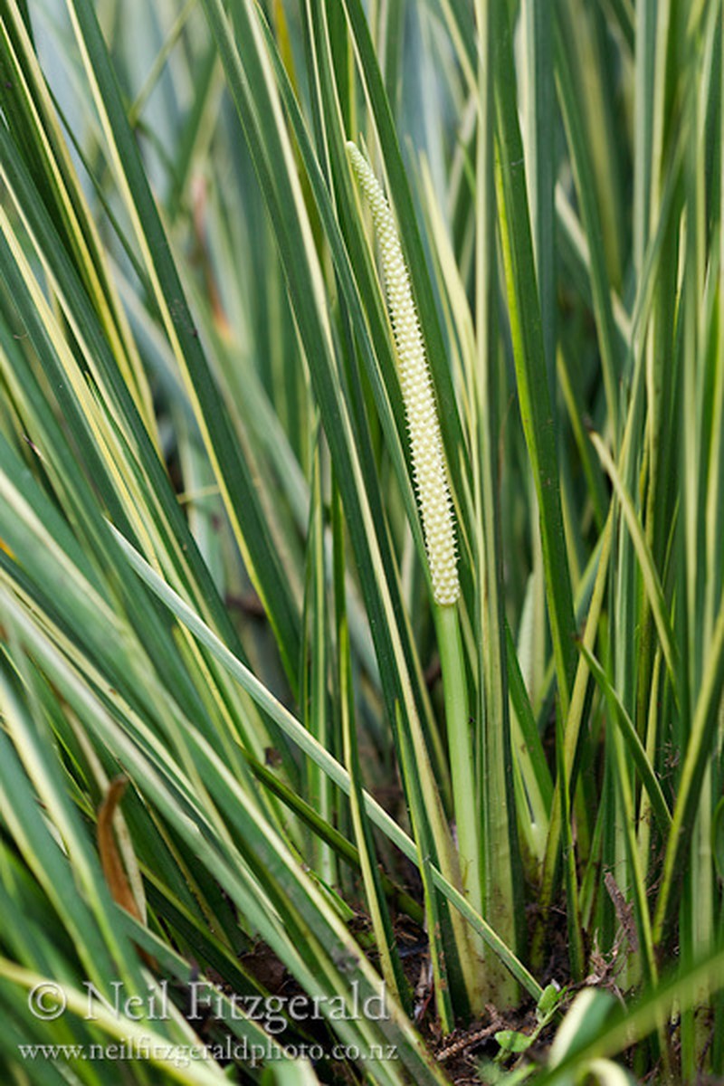 Grassleaf Sweet Flag photo 3