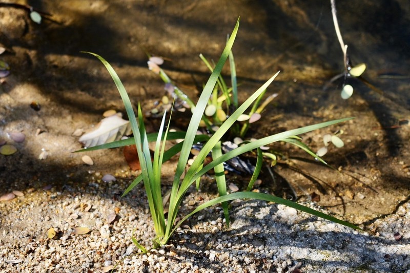 Grassleaf Sweet Flag photo 4