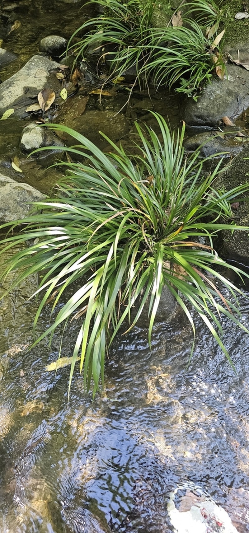 Grassleaf Sweet Flag photo 7
