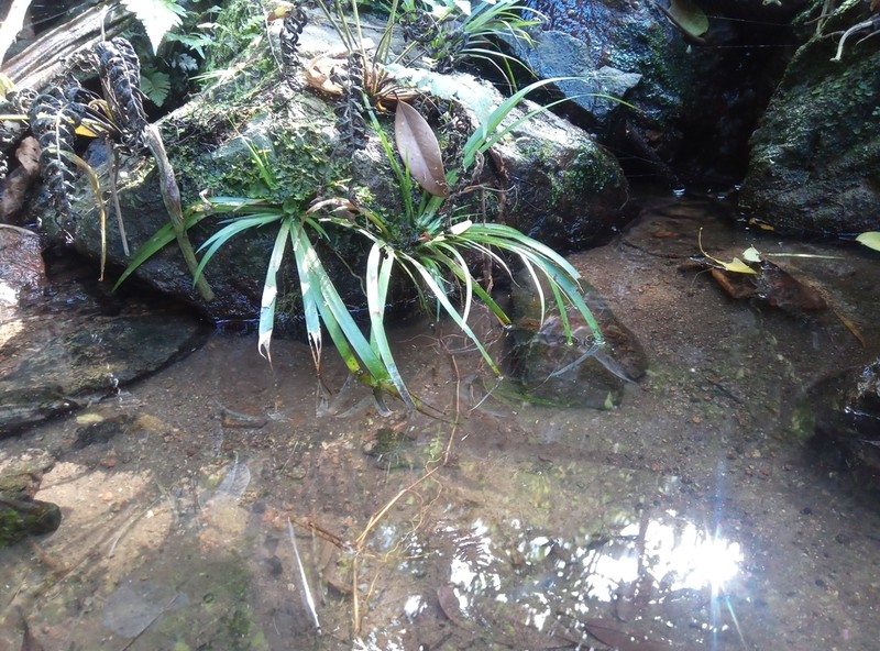 Grassleaf Sweet Flag photo 8