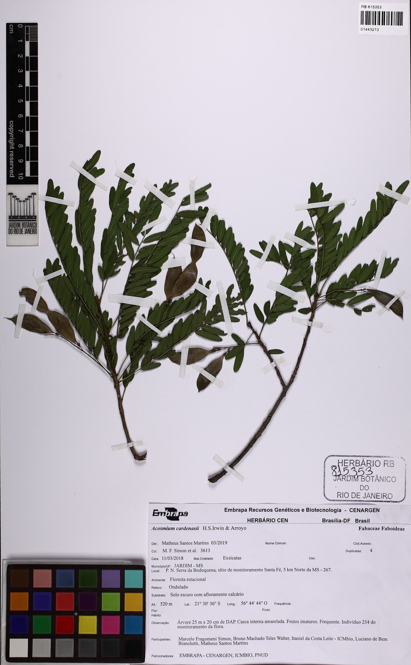 Acosmium cardenasii photo 2
