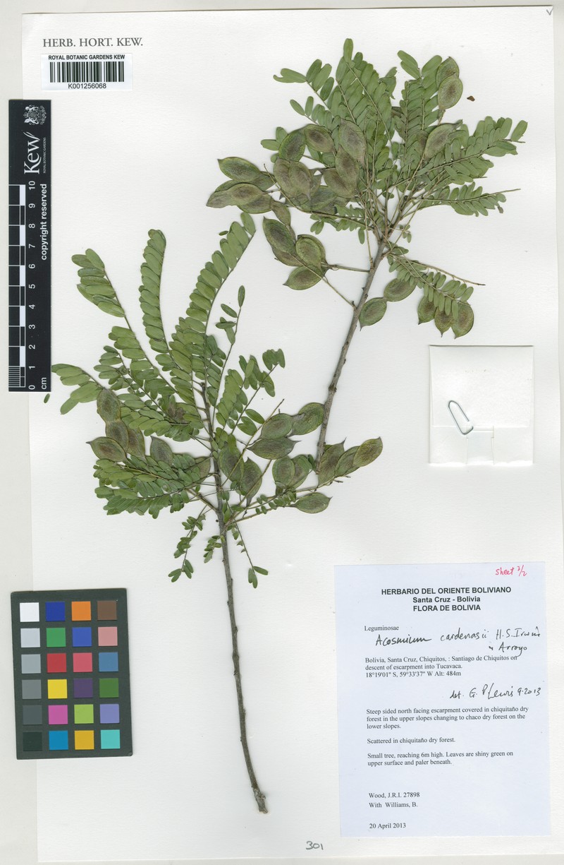 Acosmium cardenasii photo 3